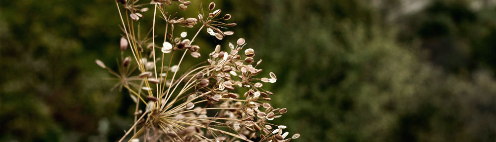 Peucedanum officinale