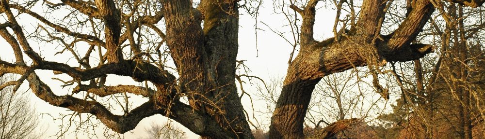 Alter Birnbaum am Herdweg