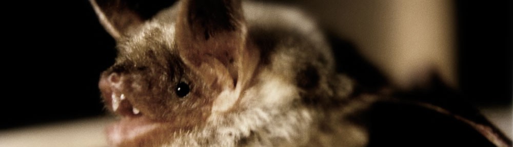 Myotis myotis - (c) Manuel Werner